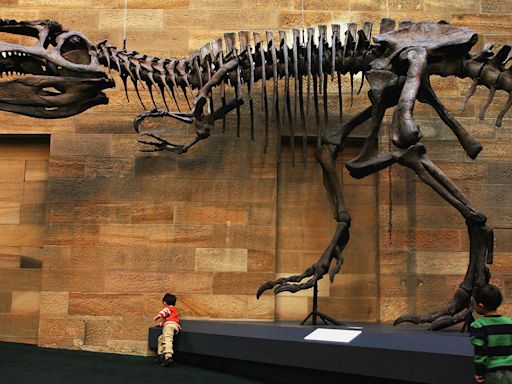 The Largest Carnivorous Dinosaur May Not Have Been T. Rex