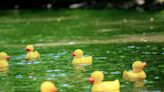 Join the fun at Duck Race on Yantic River - plus how to vote for the Most Wanted Duck