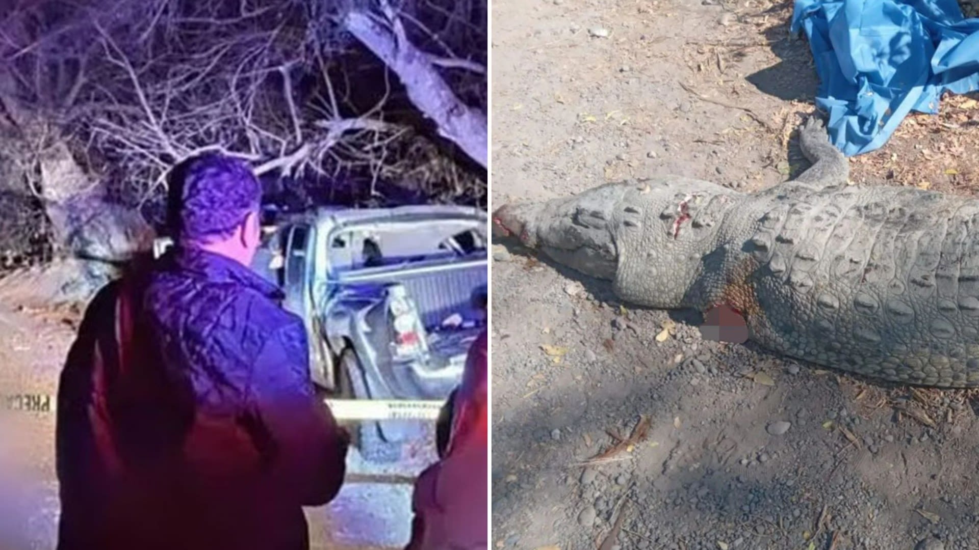 3 killed after crashing into 7ft crocodile and veering into tree in horror smash