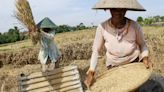 Indonesia inició la siembra de nubes para el cultivo de arroz antes de la estación seca