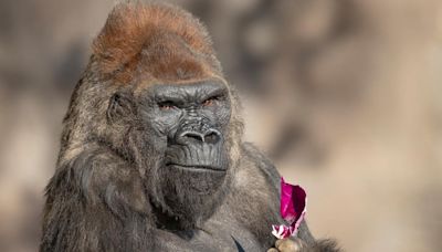 Winston the gorilla, longtime San Diego Zoo Safari Park resident, dies at 52