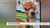 Alpaca fun in Stewartville