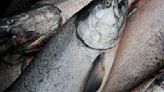 Federal agency launches yearlong review over whether to list Alaska king salmon as endangered species