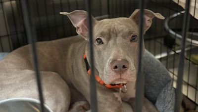 NYC's animal shelter crisis: Reason behind surge in surrendering pets