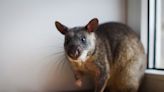 Traveler Cuddles Up With Hero Rat Who Detects Landmines at Cambodian Exhibit