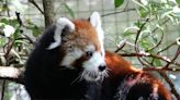 北市動物園小貓熊「美可」離世