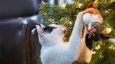Cat caught moving Christmas decorations while owner sleeps in funny video