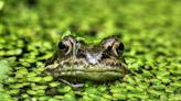 Do Some Female Frogs Play Dead To Avoid Mating?