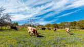 This Texas Hill Country Town Is Packed With Breweries, Distilleries, and Wineries — and Has a Swimming Hole With Emerald Waters