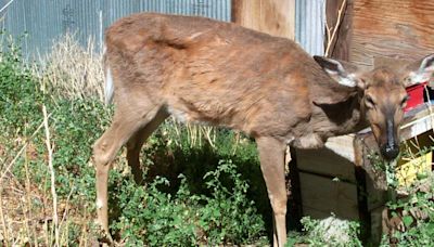 Chronic wasting disease increases in south central Pa. deer herd