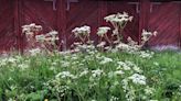 Poison hemlock: Where does it grow, what are symptoms of poisoning?