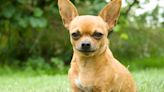 Chihuahua Owners Arrested After Dog Overdoses on Heroin and Cocaine at Motel