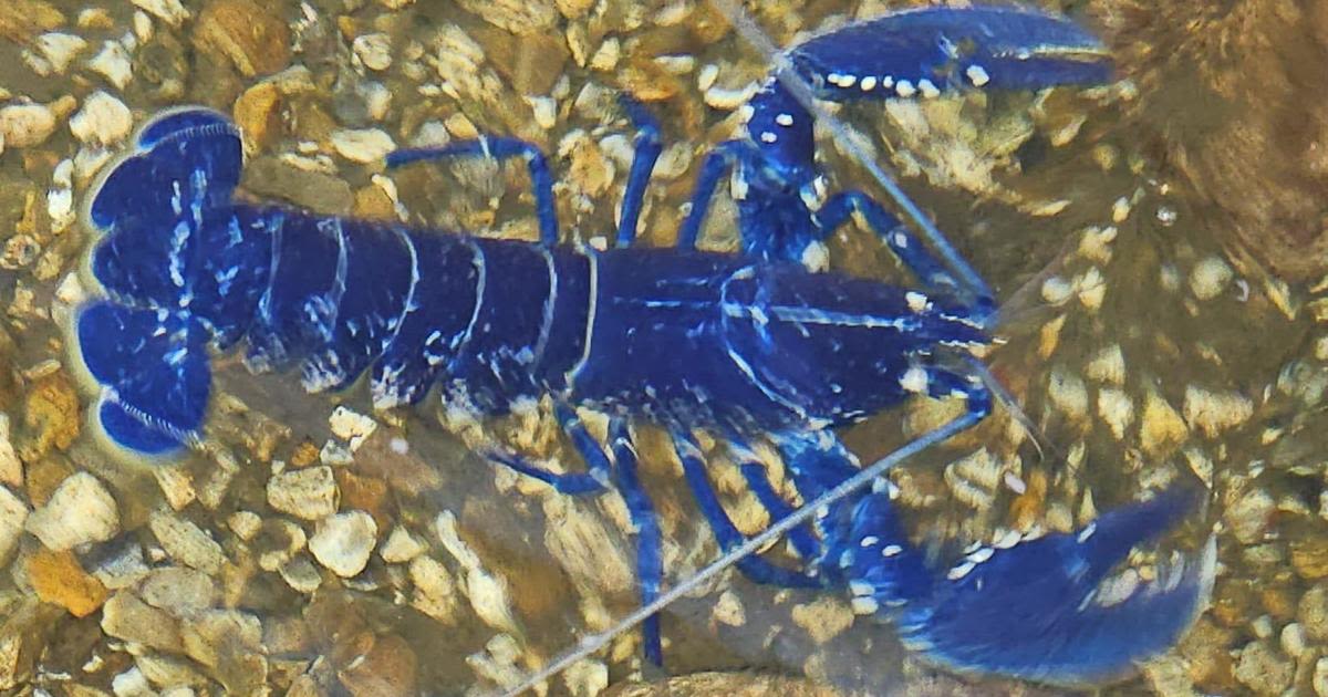 "Absolutely stunning" rare electric blue lobster caught in England