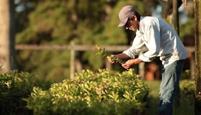 Argentina / Economía | Pequeños productores yerbateros señalan que único responsable de la crisis del sector es Milei