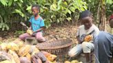 Candy company uses cocoa harvested by child labor: CBS News investigation