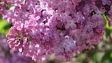 Recent rain brings vegetation to life in Northeast Wisconsin, relieves drought conditions