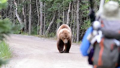 在森林想遇到「熊或陌生男」？美國社群論戰