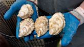 Canadian Food Inspection Agency investigating after parasite found in P.E.I. oysters