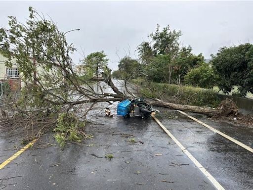 黃金大道成砸死郵差禍首 公路局巡檢547棵黃花風鈴木