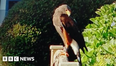Call to find owner of Harris hawk seen in Longrock