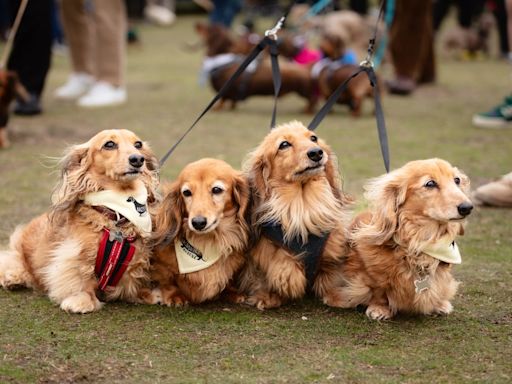 Thousands of dachshund dogs descend upon beach for ‘sausage walk’