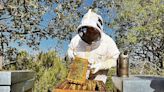 La Xunta pagará por daños del oso pardo a un apicultor