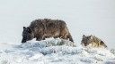 Nevada’s First Wolf Pack Sighting in 100 Years Was Actually a Group of Coyotes, Officials Confirm