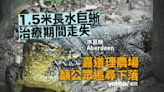 水巨蜥走失 嘉道理農場籲公眾追尋下落 身長 1.5 米