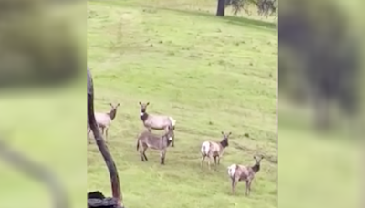 Pet donkey that vanished five years ago is spotted living with a herd of elk