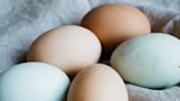 Pourquoi les oeufs de poule sont de couleurs différentes ?