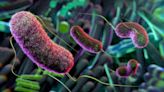 Intestinal Flora Could Affect Decision-Making