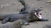 World’s biggest lizards use iron-coated teeth to tear up prey