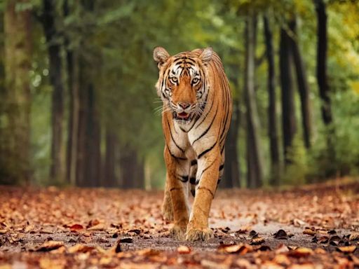 Chasing tigers: Countries with maximum tiger population