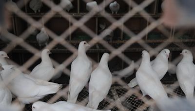 Gillibrand calls on White House to strengthen its response to bird flu outbreak