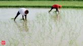 Govt aims to cover 25pc of kharif paddy area with climate-resilient seeds