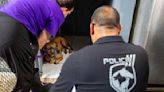Llegan a Humane Society los 75 animales removidos del centro de control de animales en Arecibo