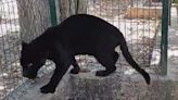 Se reporta descuido en el Zoológico de Tizimín; afecta a un jaguar