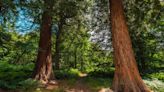 The rise of giant redwoods in the UK, and where to see them