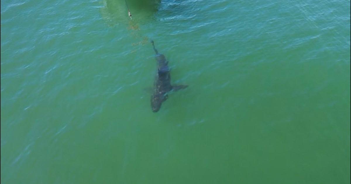 White sharks more common along Southern California coast in spring and fall, study shows