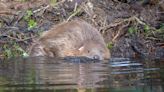 Bold approach urged to put beavers back into the wild in England and Wales