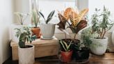 Well, this changes everything - a houseplant expert explains exactly what pots you should choose for better plants