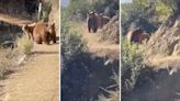 Hiker records terrifying encounter with bears on camera: ‘It was protecting its cubs’