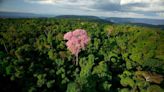 Desmatamento cai 62% na Amazônia e 12% em todo o Brasil, aponta MapBiomas