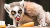 Anglia Ruskin University study reveals secrets of lemur larynx