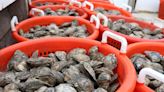 Oysters enjoy 'prolific' year all around Chesapeake Bay. Here's what to know.