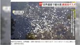 世界遺產富士山湧泉群「忍野八海」被當許願池 遊客丟硬幣最重關5年