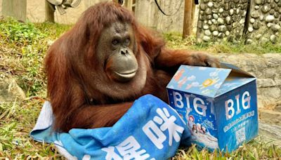 圈粉小戴！人氣紅毛猩猩「咪咪」離世 壽山動物園不捨送別老朋友 | 旅遊飲食 - 太報 TaiSounds