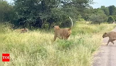 Old hyena surrenders to a lion; What happens next will shock you | - Times of India