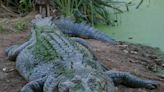 Les crottes de crocodiles étaient-elles utilisées comme moyen de contraception ?