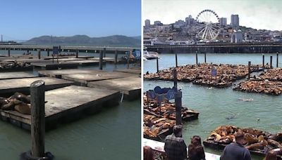 SF's Pier 39 docks empty as crews herd sea lions away for repairs